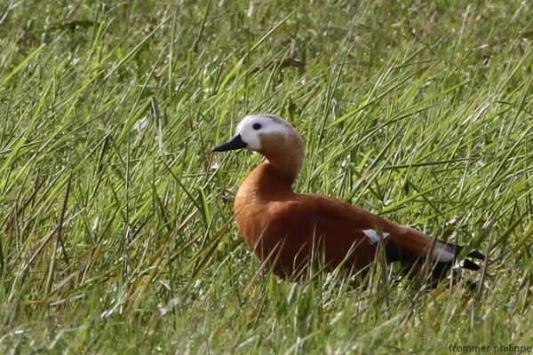 canard tadorne casarca