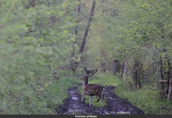 Le printemps et les daims