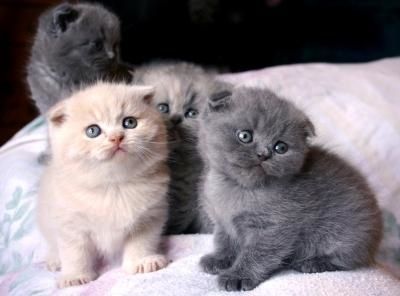 LE SCOTTISH FOLD