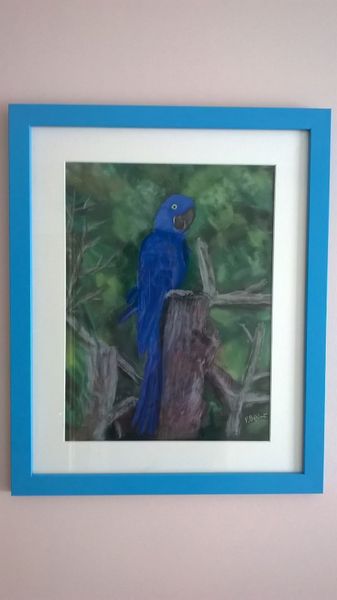 Histoire d'un Ara bleu