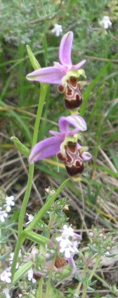 HISTOIRES D ' O ..... DES ORCHIDEES SAUVAGES