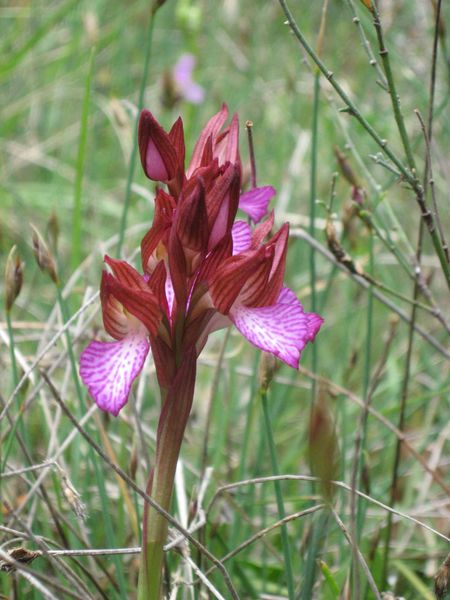 HISTOIRES D ' O ..... DES ORCHIDEES SAUVAGES
