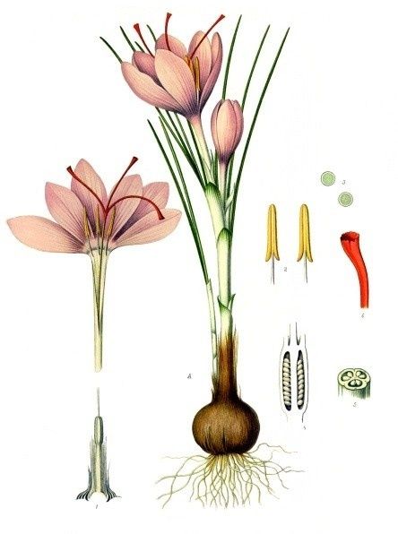 Safran au jardin médiéval