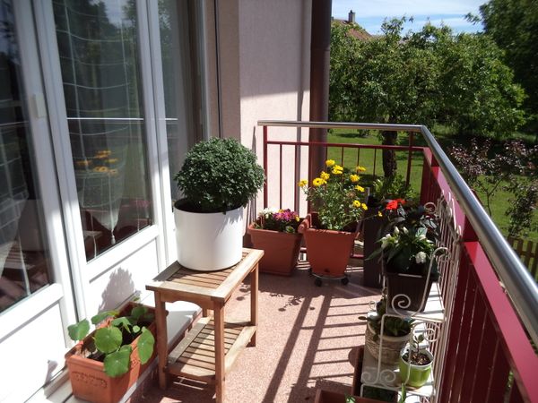 Début juin au balcon!