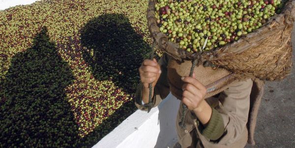 L’olio dei grullini