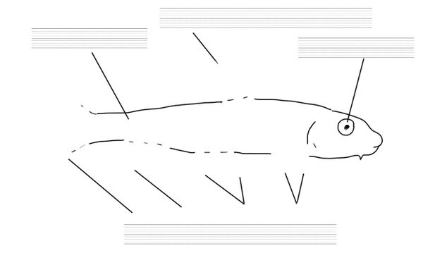 Les petits poissons