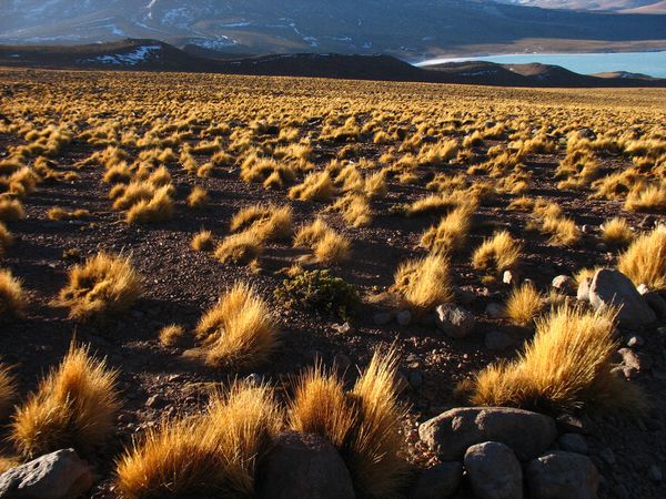 Bolivie : Réserve nationale de faune andine Eduardo Avaroa