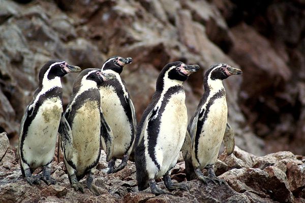 Chili : Réserve nationale Pingüino de Humboldt