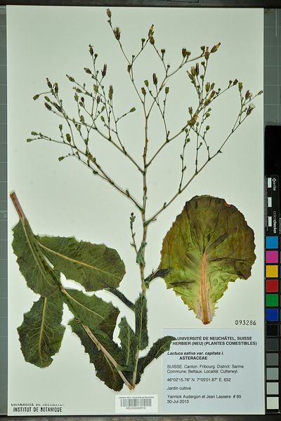 Les plantes potagères du capitulaire de Villis I.