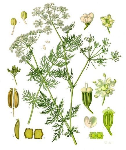 Les plantes potagères du capitulaire de Villis I.