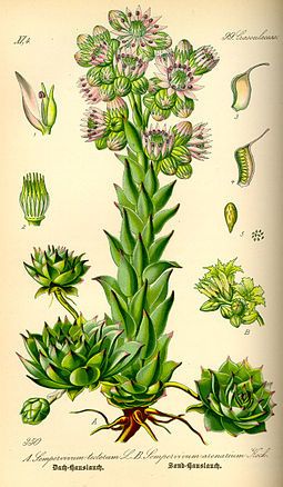 Les plantes potagères du capitulaire de Villis I.
