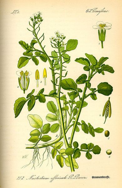 Les plantes potagères du capitulaire de Villis et du calendrier républicain