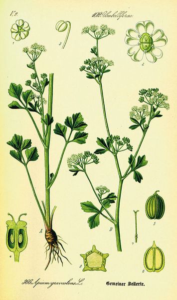 Les plantes potagères du capitulaire de Villis et du calendrier républicain