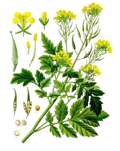 Les plantes potagères du capitulaire de Villis et du calendrier républicain