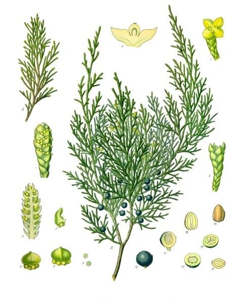 Les plantes potagères du capitulaire de Villis et du calendrier républicain