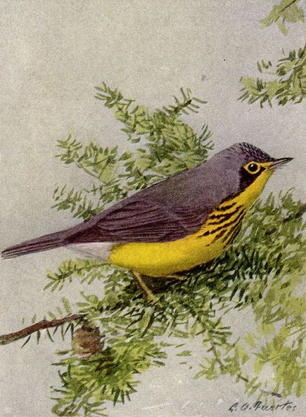 Les parulines de Jamaïque
