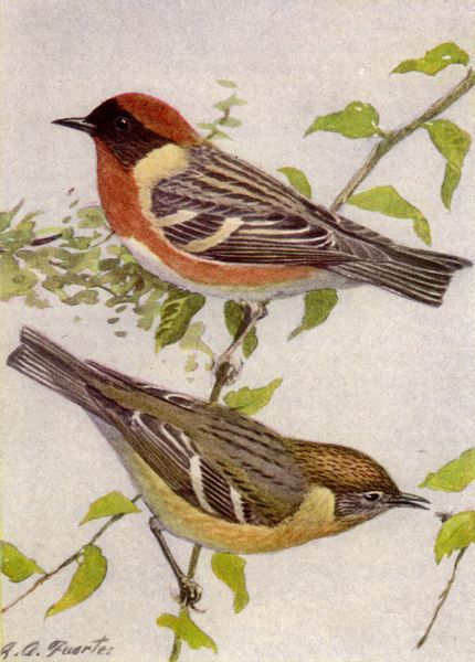 Les parulines de Jamaïque