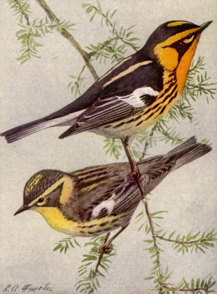 Les parulines de Jamaïque