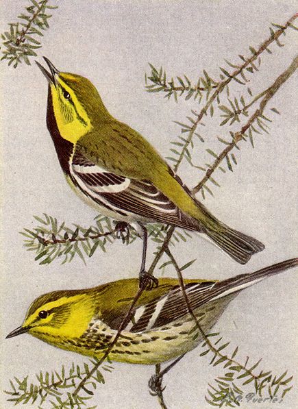 Les parulines de Jamaïque