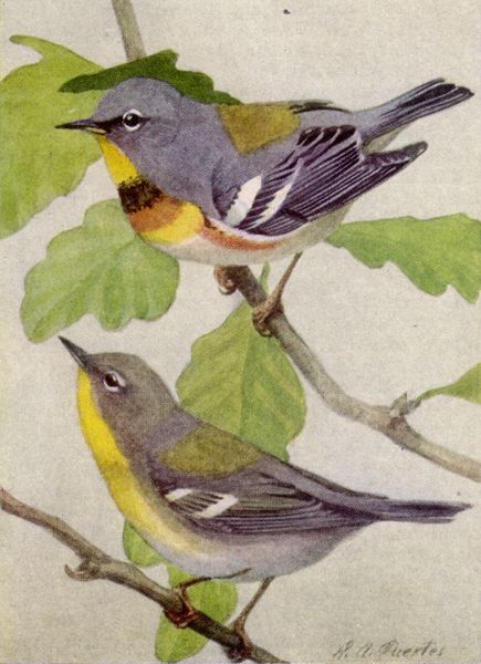 Les parulines de Jamaïque