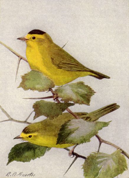 Les parulines de Jamaïque