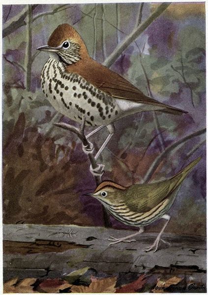 Les parulines de Jamaïque