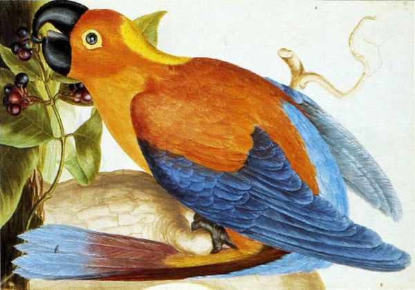 Les oiseaux menacés des Petites Antilles