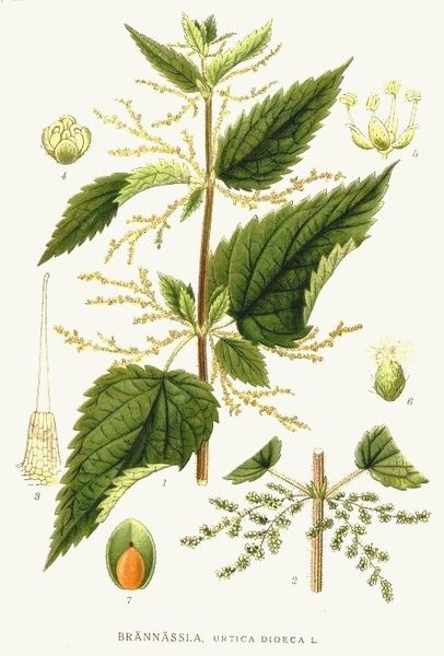 La fleur qui détricote la pensée unique