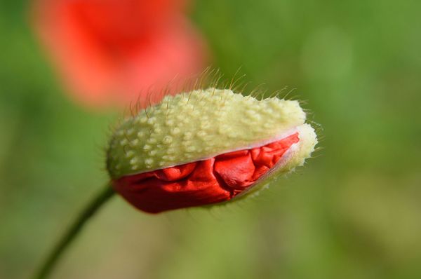 Le coquelicot et la foudre