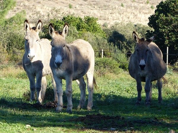 Nos petits sabots, janv 2016