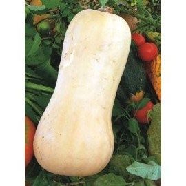 Les beaux oeufs à couver
