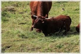 La vatse u Touâne / La vache d 'Antoine