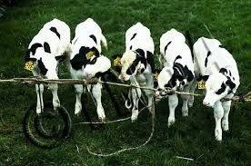 La vatse qu’avot fait cinq bòyons / La vache qui avait fait cinq veaux
