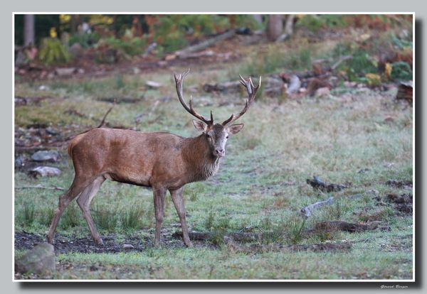 Le brame du cerf 2015 (Vosges du Nord)
