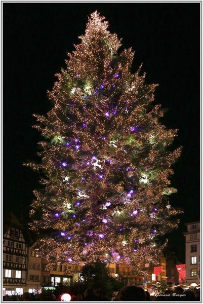 Le grand sapin et les lumières de Strasbourg
