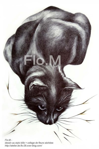 Dessin-Chat-Stylo bille-bic-artiste-Flo.M-Auvergne