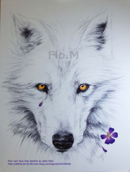 Dessin loup au stylo bille - artiste Flo.M Clermont Ferrand
