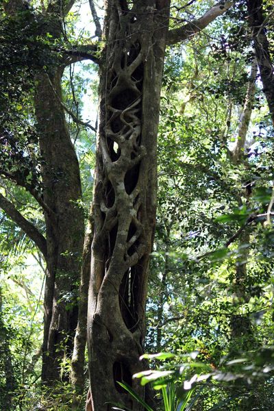 Chroniques malgaches (5) : La Montagne d'Ambre