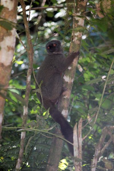 Chroniques malgaches (5) : La Montagne d'Ambre