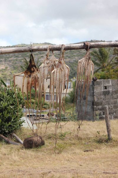 Douceur de vivre à l'ile Rodrigues (5) : les piqueuses d'ourites....