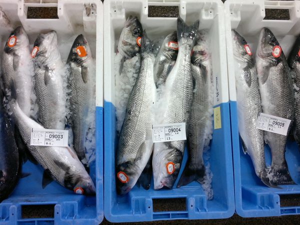 Entre le filet et l’assiette de poisson, le rôle du mareyeur