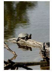 Connaissez-vous la cistude petite tortue aquatique vivant sur les bords de notre Jalle? En danger du fait de l'assainissement des zones humides