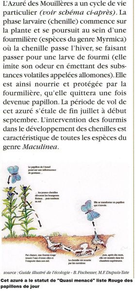 La Métropole aime les zones humides pour y établir des golfs, après Villenave d'Ornon voici Cestas : Azuré des Mouillères et Fadet des Laîches menacés par un golf "practice" écologique il va de soi!
