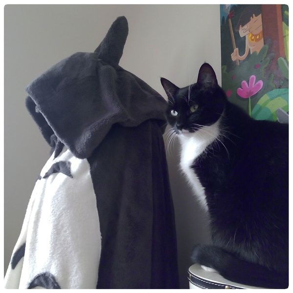 Ma cape Totoro !
