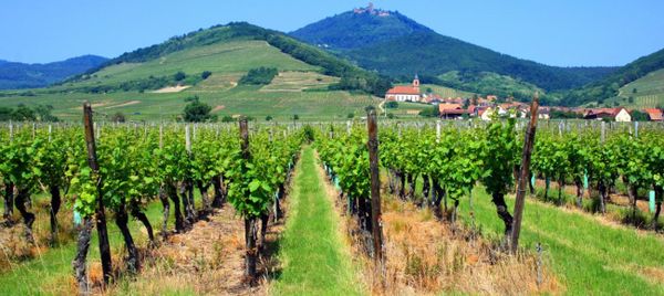 Route des vins d'Alsace, Obernai, Ribeauvillé, Colmar...