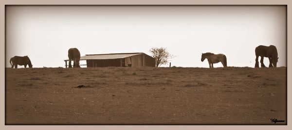 Les chevaux