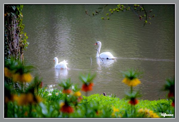 Les cygnes