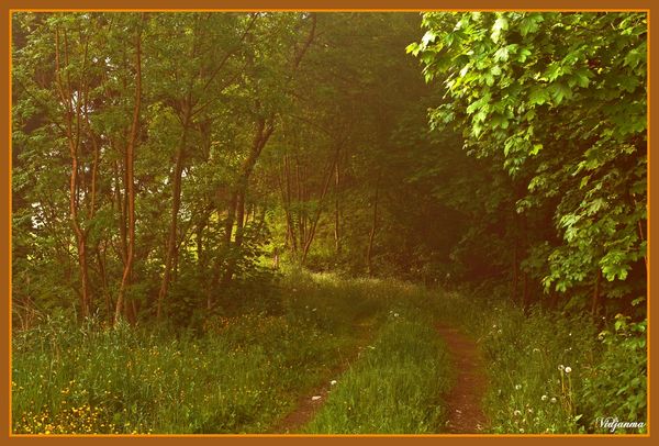 Ce petit chemin