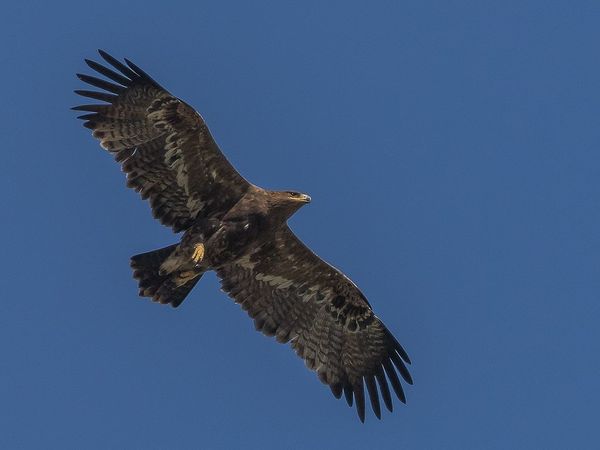 Plume d’aigle des steppes trempée dans l’encre boréale