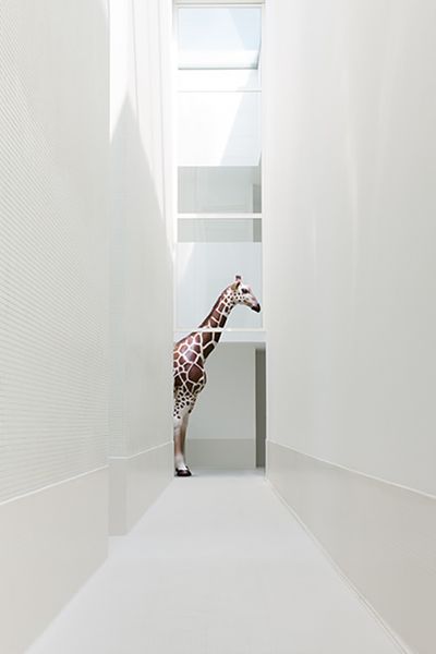 Les animaux extraordinaires d'Eric Peltier